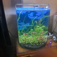 اکواریوم گیاهی