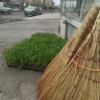 نشاع|خدمات باغبانی و درختکاری|زنجان, |دیوار