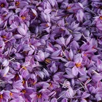 گل زعفران فروشی