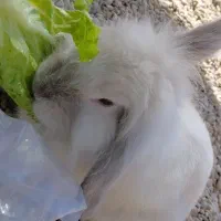 جفت خرگوش نژادمینی لوپ مینیاتوری