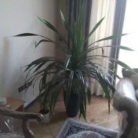 گل طبیعی پانداتوس