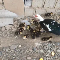 اردک اسراعیلی با 12عدد جوجه