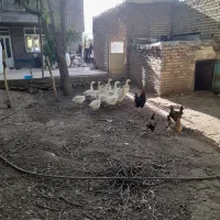 قو غاز