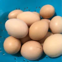 تخم مرغ محلی ماست گوسفندی وگاوی