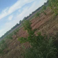 باغچه-600متری-شهرک-بنجعفر