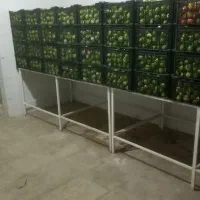 گوجه الیسا