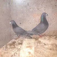 چنتا کفتر قیمت خوب