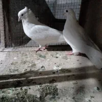 یک جفت کفتر پرشی|پرنده|شهریار, شهرک مصطفی خمینی|دیوار