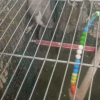 عروس هلندی|پرنده|قم, شهرک امام حسن|دیوار