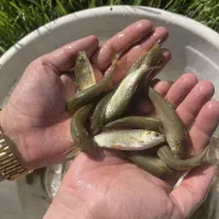 فروش انواع بچه ماهی کپور