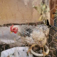 مرغ رسمی جوان|حیوانات مزرعه|قم, شهدا|دیوار