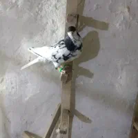 کفتر یال سیاه گلدار