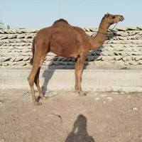 لوک 5 سال جمازی تیز رو|حیوانات مزرعه|میناب, |دیوار