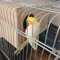 عروس هلندی مولد