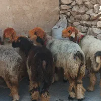 فروش ده رس میش سناتوری اصلی سو قدیم