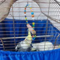 عروس هلندی دست مو