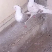 ۳ تا کبوتر گرده دار