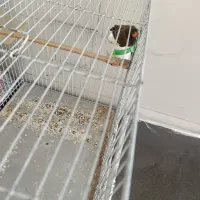 سهره گل به سر