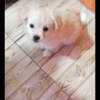 یک عددتوله سگ ماده اشپیتز|سگ|بهبهان, |دیوار