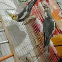 جفت عروس هلندی سالم، آماده جفت گیری، بدون قفس