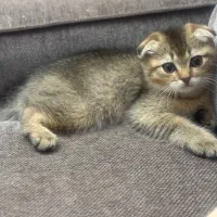 گربه اسکاتیش گلد