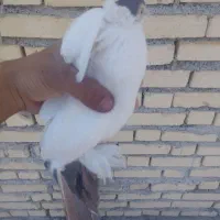 حراج|پرنده|لیکک, |دیوار