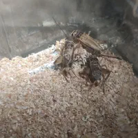 خزندگان جیرجیرک ،کرم ملیورم ،کرم سوپر میلورم|خزنده|مشهد, ملک‌آباد|دیوار