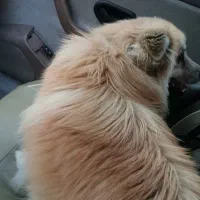 سگ گمشده|حیوانات|تبریز, |دیوار