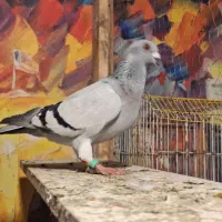 دورگ و شامی وکله سیاه