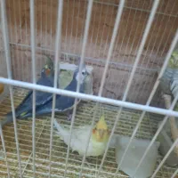 طوطی عروس|پرنده|سبزوار, توحیدشهر|دیوار