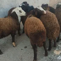 گوسفند داشتی بز بزغاله بره نر و ماده|حیوانات مزرعه|قزوین, |دیوار