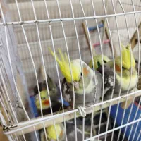 عروس هلندی نر و ماده|پرنده|سنگر, |دیوار