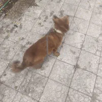 فروش|سگ|بم, |دیوار