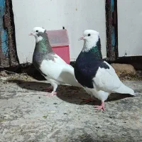 یه جفت کفتر طوقی