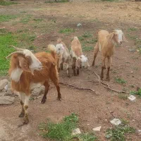 حراج بز بزغاله جوان دوبر افشار پاکستانی