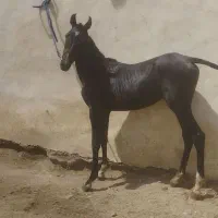 اسب مادیون با دو کره نریان نژاد کرد