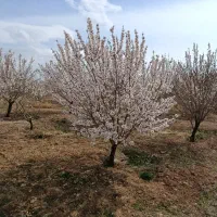 معاوضه اوره با پتاس