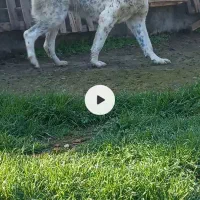 مژدگانی برای سگ گمشده