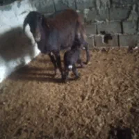 میش زاییده|حیوانات|شیروان (خراسان), |دیوار