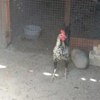 3عدد خروس عربی