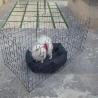 حفاظ حیوانات