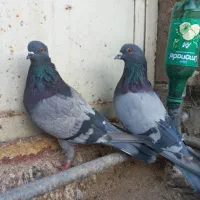 نروماده سبزکاشونی،حسابی بشرط|پرنده|برخوار, |دیوار