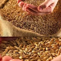 گندم امید نونی