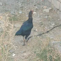 لاری|حیوانات مزرعه|نقده, |دیوار