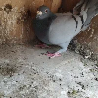 کبوتر پلاکی