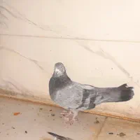 کبوتر سبز