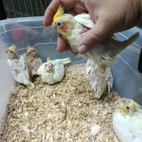 پرنده طوطی مینا قناری کاسکو|پرنده|گلبهار, شهر جدید گلبهار|دیوار