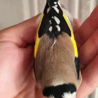 سهره نر 1 ماه قفس