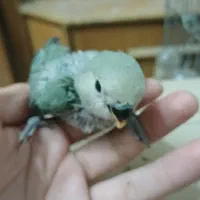 جوجه طوطی کوتوله برزیلی . آماده دستی کردن.