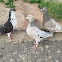 نامه بر